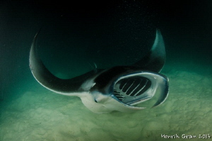 Manta feeding in the night by Henrik Gram Rasmussen 